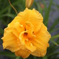 Hemerocallis x cultorum 'Pojo'