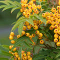 Sorbus aucuparia 'Autum Spire', Eberesche, Herbst Eberesche, Hinrichs, XXL Pflanze