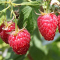 Herbsthimbeere Schlaraffia Plentiful