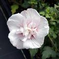 Hibiskus, Eibisch 'China Chiffon' (Hibiscus syriacus 'China Chiffon')