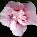 Hibiscus syriacus 'Pink Chiffon', Gartenhibiskus, Garteneibisch, Eibisch