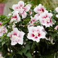 Hibiskus, Eibisch 'Starburst Chiffon' (Hibiscus syriacus 'Starburst Chiffon')