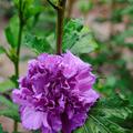 HIBISCUS syriacus FRENCH CABARET PURPLE