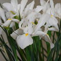 Iris hollandica 'Alaska'