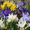 Iris hollandica Mix