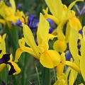 Iris hollandica 'Stronggold'