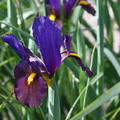 Iris hollandica 'Tigereye'