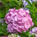 Garten-Hortensie 'Bela' rosa, Hydrangea macrophylla