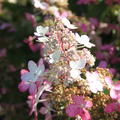 Rispenhortensie Hydrangeasy 'Pink Starlets' (Hydrangea paniculata 'Pink Starlets')