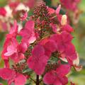 Rispenhortensie Hydrangeasy 'Red Chic' (Hydrangea paniculata 'Red Chic')