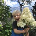 Rispenhortensie Hydrangeasy 'Chapeau!' (Hydrangea paniculata 'Chapeau!')