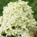 Rispenhortensie Hydrangeasy 'Earlygreen' (Hydrangea paniculata 'Earlygreen')