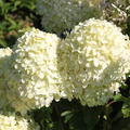 Rispenhortensie Hydrangeasy 'Revenant' (Hydrangea paniculata 'Revenant')