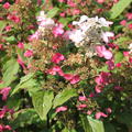 Rispenhortensie Hydrangeasy 'Red Starlets' (Hydrangea paniculata 'Red Starlets')