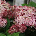 Hydrangea arborescens Ruby Annabelle