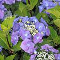 Hortensie Tellerhortensie 'Zorro' Hydrangea macrophylla 'Zorro'