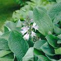 Hosta sieboldiana 'Elegans' Groe Blaublatt-Funkie