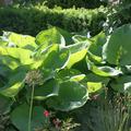 Hosta x cultivars 'Sum and Substance' Funkie