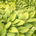 Hosta x fortunei 'Aurea' Frhlings-Gold-Funkie