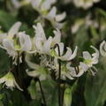 Erythronium 'White Beauty'