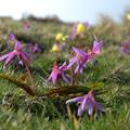 Erythronium dens-canis