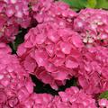 Ballhortensie 'Schne Bautznerin' Hydrangea macrophylla 'Schne Bautznerin'