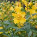 Hypericum Hidcote, Johanniskraut