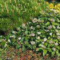 Immergrner Kissenschneeball Viburnum davidii