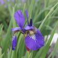 Sibirische Iris 'Mountain Lake'