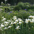 Sibirische Iris 'White Swirl'