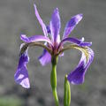 Iris versicolor