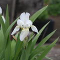 Iris x barbata-nana 'Bright White' Bartiris