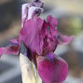 Iris x barbata-nana 'Cherry Garden' Zwergiris