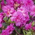Japanische Azalee 'Petticoat' Rhododendron obtusum 'Petticoat'