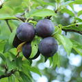 Japanische Pflaume 'Baby Blue' Prunus salicina 'Baby Blue'
