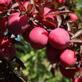 Japanische Pflaume, Blutpflaume 'Hollywood Original' Prunus salicina 'Hollywood Original'