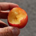 Japanische Pflaume 'Fortune' Prunus salicina 'Fortune'