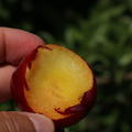 Japanische Pflaume 'Wheeping Santa Rosa', Prunus saliciana