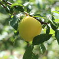 Japanische Pflaume 'Shiro' Prunus salicina 'Shiro'