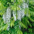 Japanischer Blauregen 'Alba', Wisteria floribunda