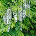 Japanischer Blauregen 'Alba', Wisteria floribunda