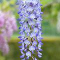 Japanischer Blauregen 'Blue Dream', Wisteria sinensis, Glyzine