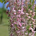 Japanischer Blauregen 'Rosea', Wisteria floribunda