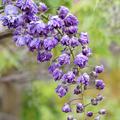 Japanischer Blauregen 'Violacea Plena', Wisteria floribunda