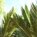 Japanischer Palmfarn, Sagopalmfarn (Cycas revoluta)