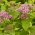 Japanischer Spierstrauch 'Double Play Big Bang' (Spiraea japonica)