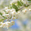 Japanischer Storaxbaum 'Fragrant Fountain' (Styrax japonicus 'Fragrant Fountain')