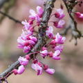 No_PR_Kanadischer Judasbaum 'Forest Pansy' - Grossstrauch Cercis canadensis 'Forest Pansy'