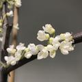 Kanadischer Judasbaum 'Vanilla Twist' (Cercis canadensis 'Vanilla Twist')