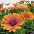 Kapkrbchen, Kapmargerite Orange, Osteospermum ecklonis